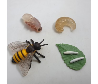 Bee life cycle model