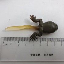 Science Toys