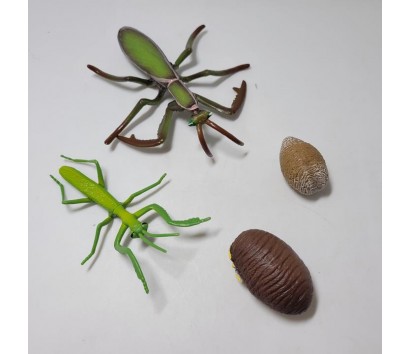 praying mantis life cycle model