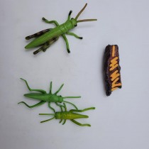 Science Toys