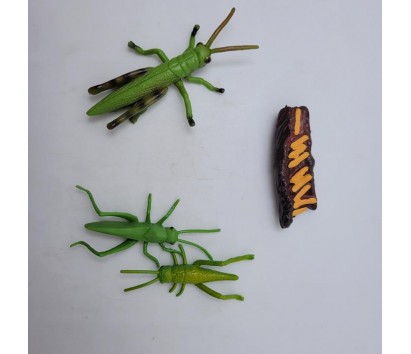 Grasshopper Life Cycle Model