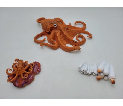 Octopus Life Cycle Model