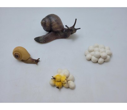 Snail life cycle model