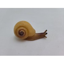Science Toys