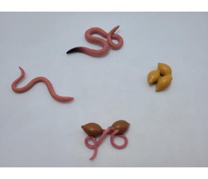 Earthworm life cycle model