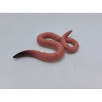 Science Toys