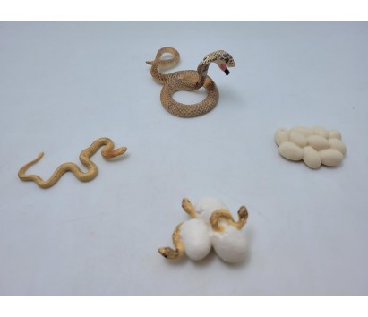 Snake life cycle model
