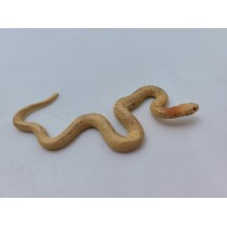 Science Toys