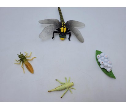 dragonfly life cycle model