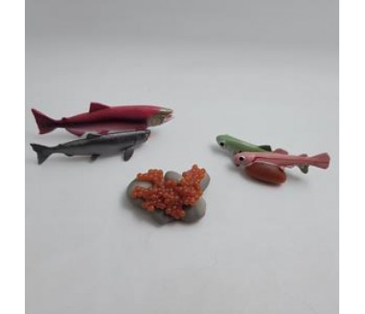 salmon life cycle model
