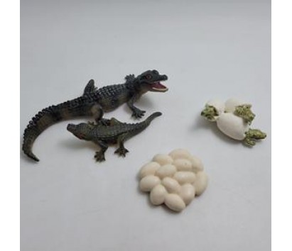 crocodile life cycle model