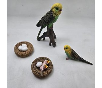 Green parrot life cycle model