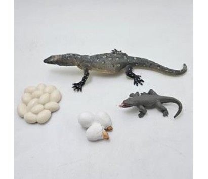 Monitor lizard life cycle model