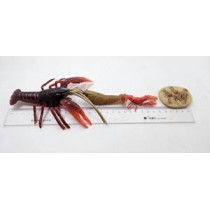 Science Toys