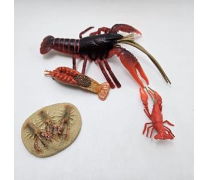 Clayfish life cycle model