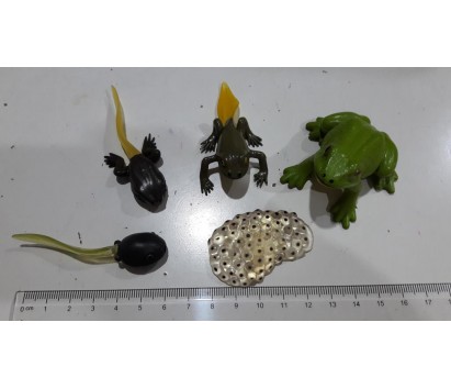 frog life cycle model