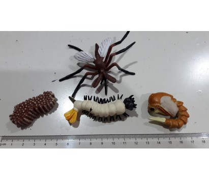 mosquito life cycle model