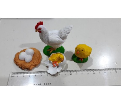 chicken life cycle model