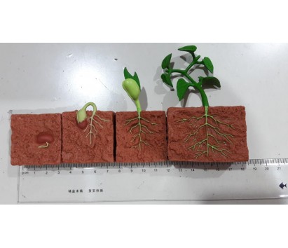 plant life cycle model