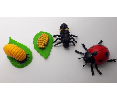 Ladybird life cycle model