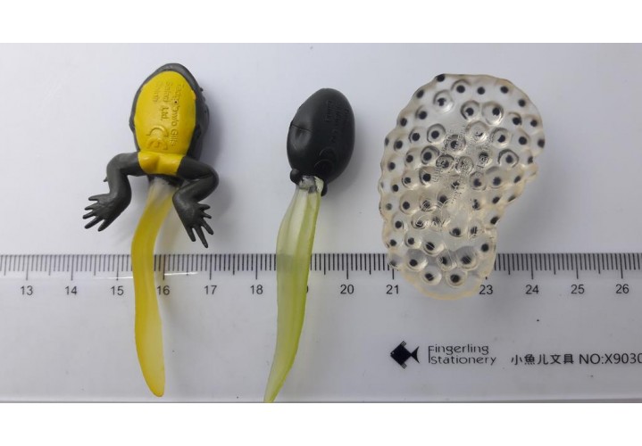 Science Toys