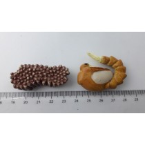 Science Toys