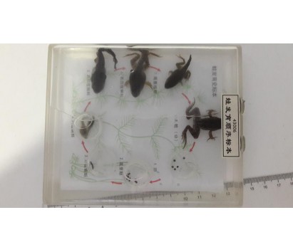 Frog life cycle specimen