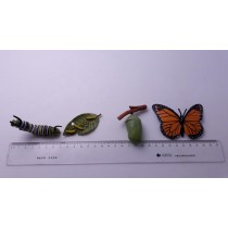 Primary Science