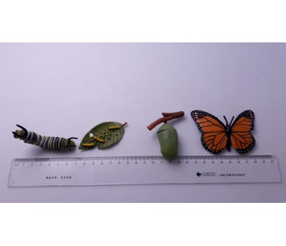 butterfly life cycle model