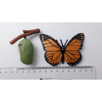 Primary Science