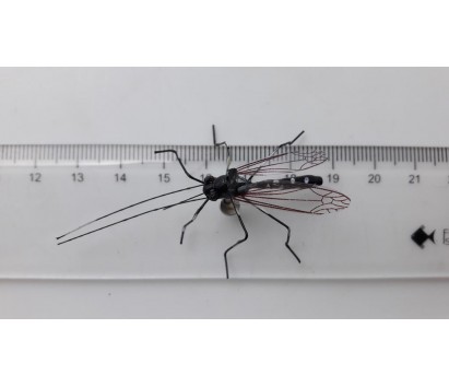 model of a mosquito