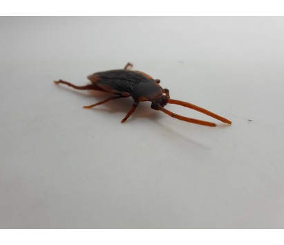 life size cockroach