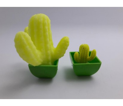 growing cactus
