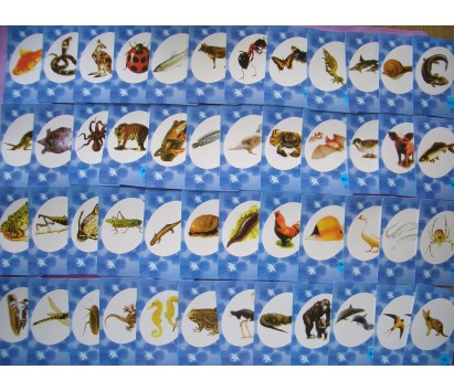 Animal cards