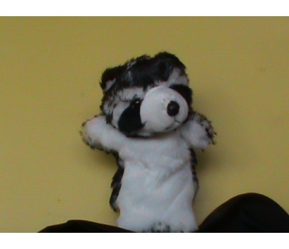 Racoon