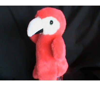 Parrot