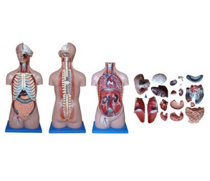 Torso 85 cm (21 parts)